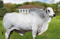 Mukesh FIV COL - touro nelore po