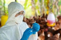 Canadá relata surto de gripe aviária H5N5 em fazenda doméstica