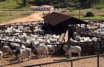 Especialista lista como deve ser o manejo dos bovinos em dias de embarque