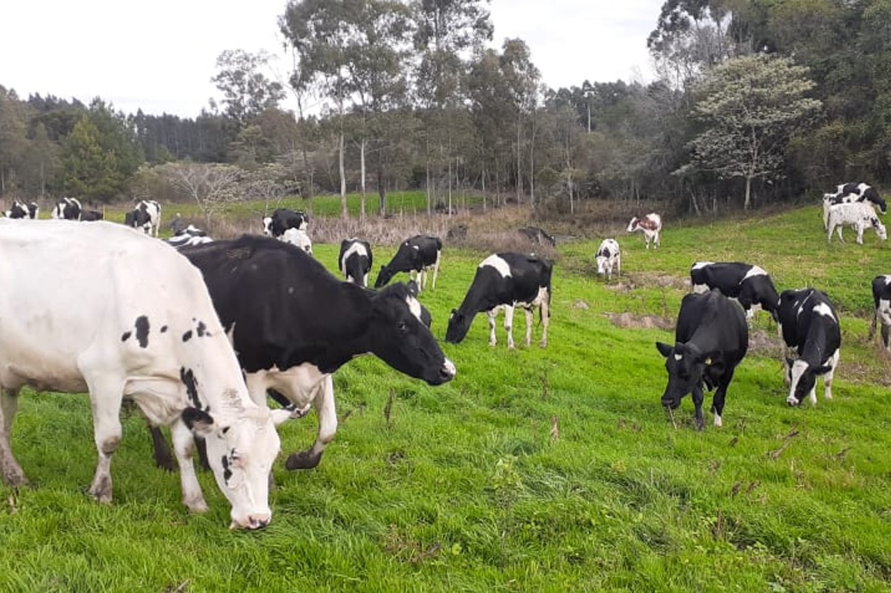 Calor pode gerar prejuízo de até 10% na produção gaúcha de leite