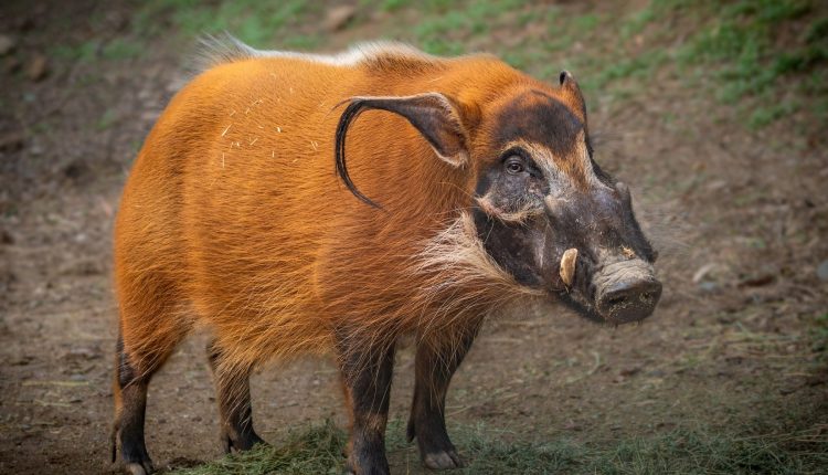 Conheça as raças de porcos mais curiosas do mundo.