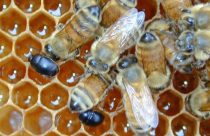 Indea orientou medidas sanitárias que os apicultores precisam adotar para proteger suas produções, após confirmação de ocorrência do besouro das colmeias em Rondonópolis.