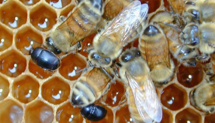 Indea orientou medidas sanitárias que os apicultores precisam adotar para proteger suas produções, após confirmação de ocorrência do besouro das colmeias em Rondonópolis.