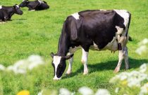 Manejo inadequado do gado leiteiro intensifica perdas causadas pela mastite