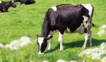 Manejo inadequado do gado leiteiro intensifica perdas causadas pela mastite