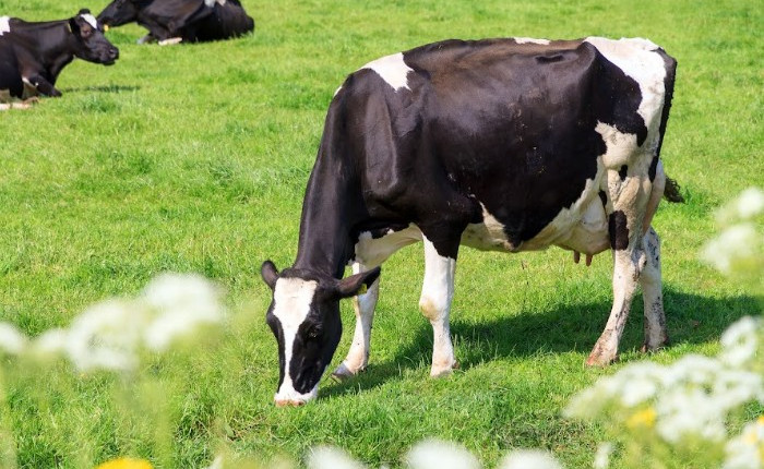 Manejo inadequado do gado leiteiro intensifica perdas causadas pela mastite