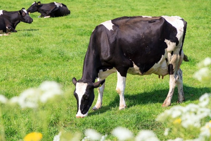 Manejo inadequado do gado leiteiro intensifica perdas causadas pela mastite