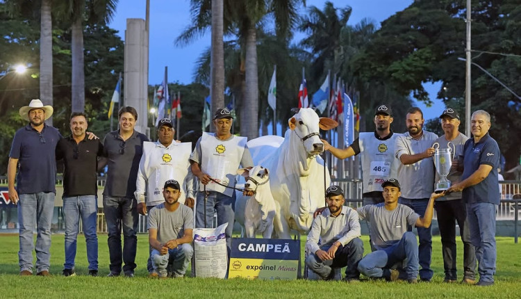 CARINA FIV DO KADO, Campeã Vaca Adulta Expoinel MG 2025