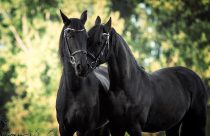 Quão raro é um verdadeiro cavalo preto?