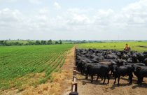 Visita-Fazenda-Corumbiara-Expresso-Barretos-Chupinguaia-Foto-Dhiony-Costa-e-Silva
