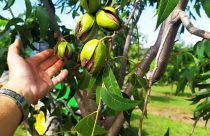 IBPecan: quebra de safra de noz pecã no RS pode chegar a 40% em 2025