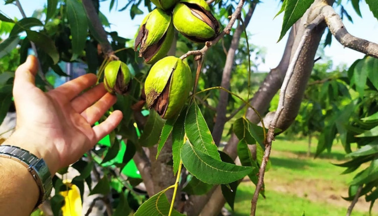 IBPecan: quebra de safra de noz pecã no RS pode chegar a 40% em 2025