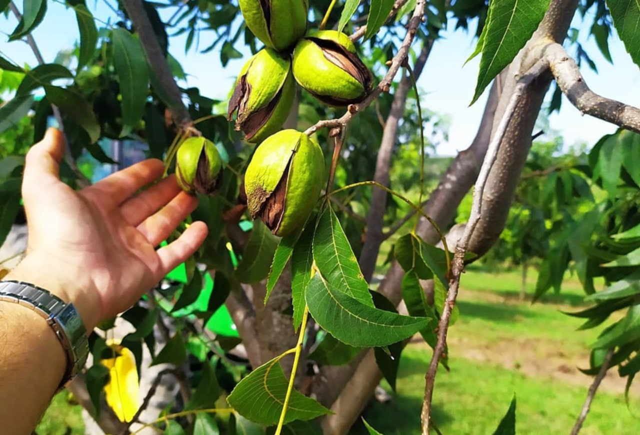 IBPecan: quebra de safra de noz pecã no RS pode chegar a 40% em 2025