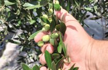 Uso indiscriminado de defensivo agrícola preocupa olivicultores