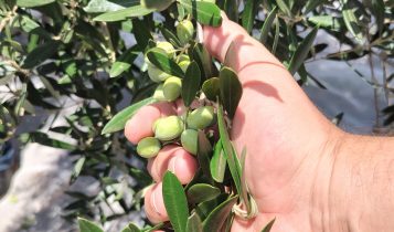 Uso indiscriminado de defensivo agrícola preocupa olivicultores