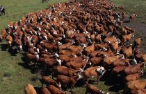 Conexão Delta G registra comercialização de mais de 1,7 mil animais em 2024