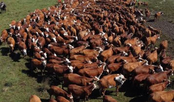 Conexão Delta G registra comercialização de mais de 1,7 mil animais em 2024
