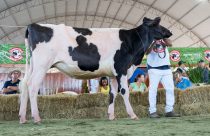 Gado holandês marca presença na Expoagro Cotricampo que contará com o Dia do Leite