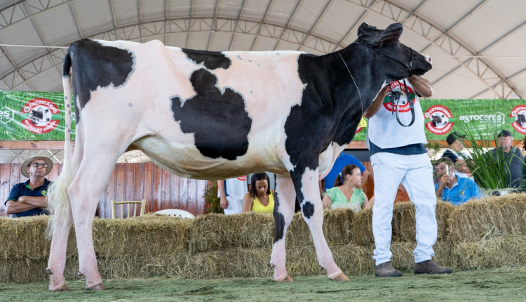 Gado holandês marca presença na Expoagro Cotricampo que contará com o Dia do Leite