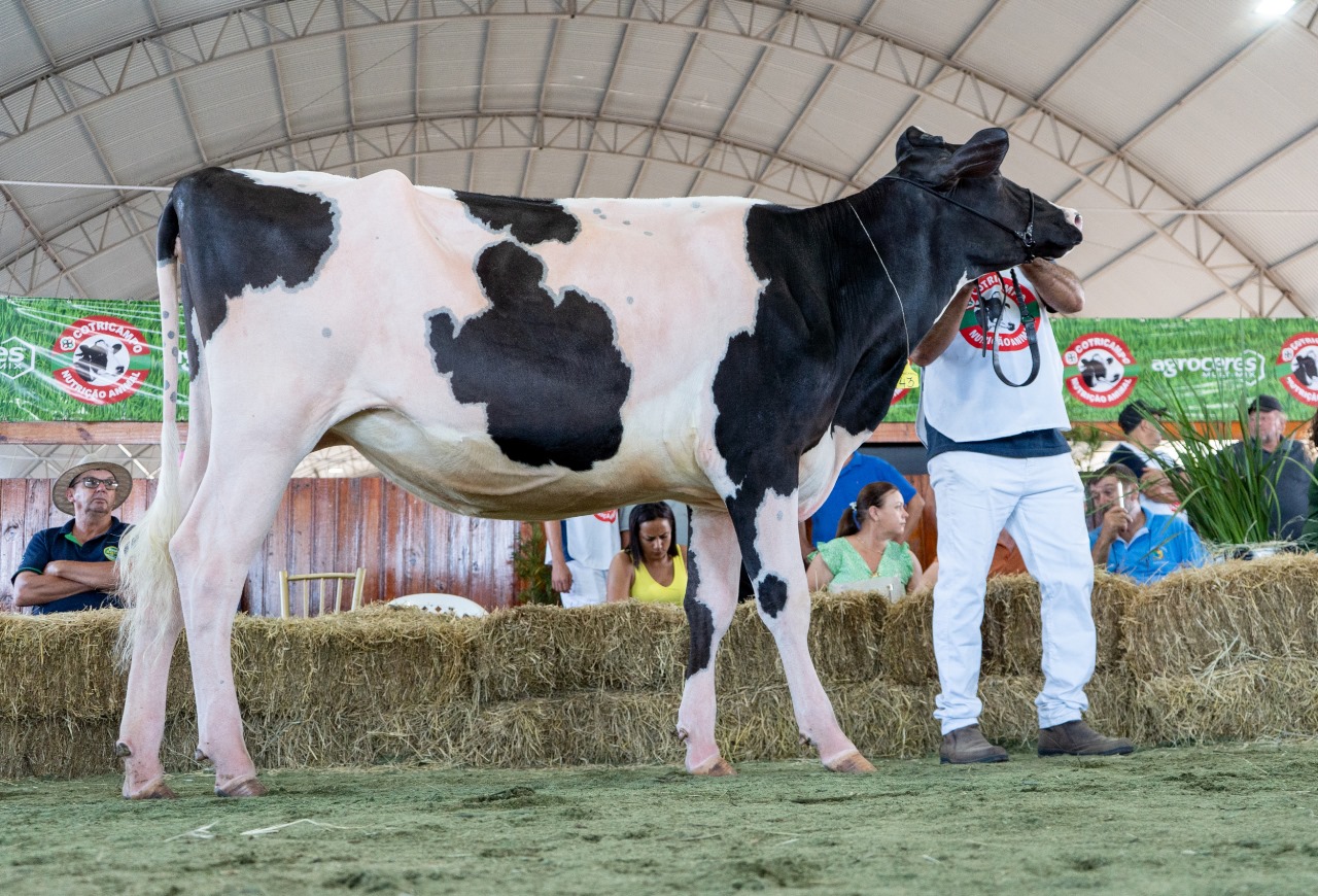 Gado holandês marca presença na Expoagro Cotricampo que contará com o Dia do Leite