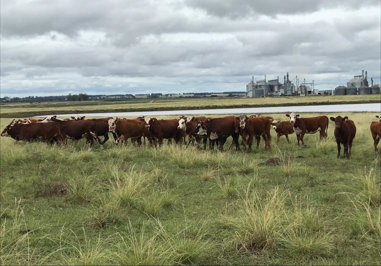 Restrição de horários de pastagem é recomendação para recuperar pasto degradado pela estiagem