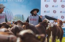 Mundial Braford reunirá pecuaristas de vários países para debater a produção de carne