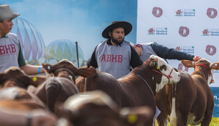 Mundial Braford reunirá pecuaristas de vários países para debater a produção de carne