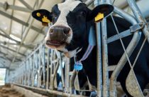Cowsignals