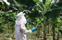 Técnica de controle da Sigatoka-negra impulsiona produção de banana na Amazônia