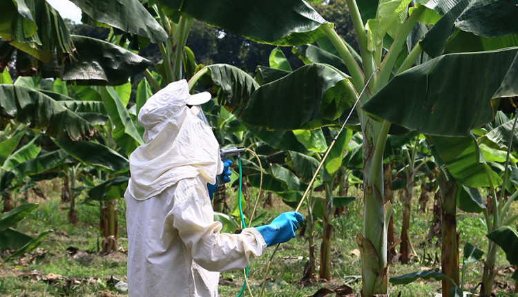 Técnica de controle da Sigatoka-negra impulsiona produção de banana na Amazônia