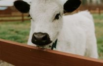 Conheça as raças de mini vacas que conquistam criadores pelo mundo pela fofura