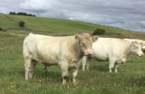Whitebred Shorthorn: raça une rusticidade e produção de carne de qualidade