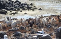 cabras raras de arquipelogo Abrolhos