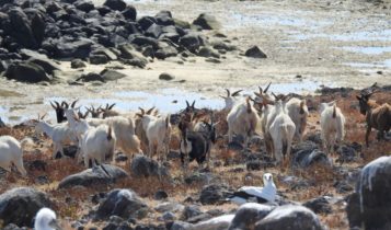 cabras raras de arquipelogo Abrolhos