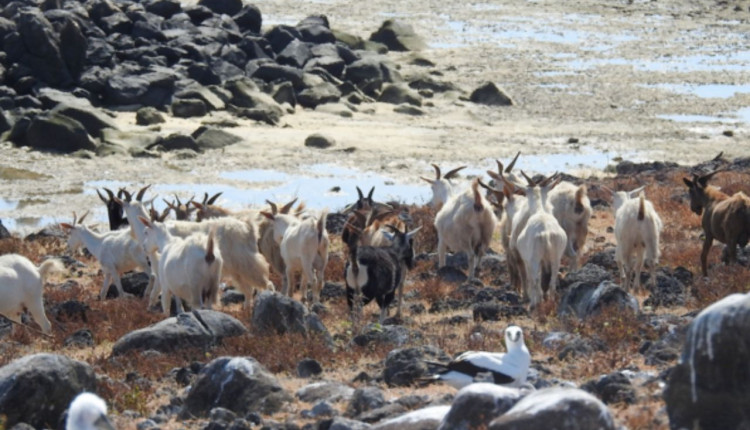 cabras raras de arquipelogo Abrolhos