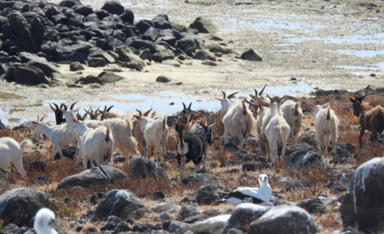 cabras raras de arquipelogo Abrolhos