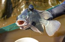 capital do peixe