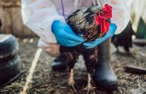 Gripe aviária detectada entre veterinários dos EUA