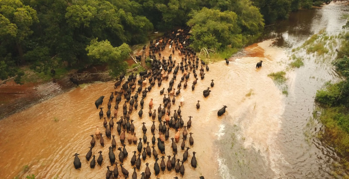 comitiva com gado Brangus