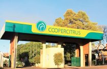 coopercitrus