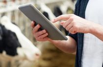 Sensores 3D revolucionam o diagnóstico da febre do leite em vacas