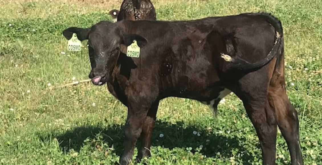 Conheça o bezerro projetado para produzir 75% de descendentes machos