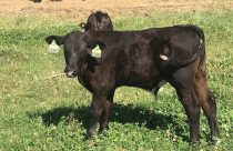 Conheça o bezerro projetado para produzir 75% de descendentes machos