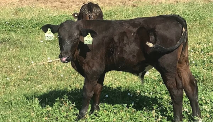 Conheça o bezerro projetado para produzir 75% de descendentes machos