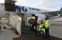 exportação de cavalos