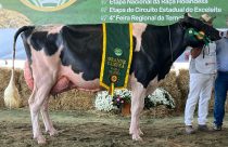 Vaca é a grande campeã da raça Holandesa após impressionar jurados