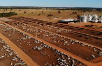 Com cerca de 105.000 cabeças de gado, fazenda brasileira é maior que várias nações
