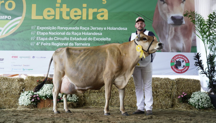 Vaca Jersey bate recorde Sul-Americano ao produzir 71,61 Kg de leite em 24h