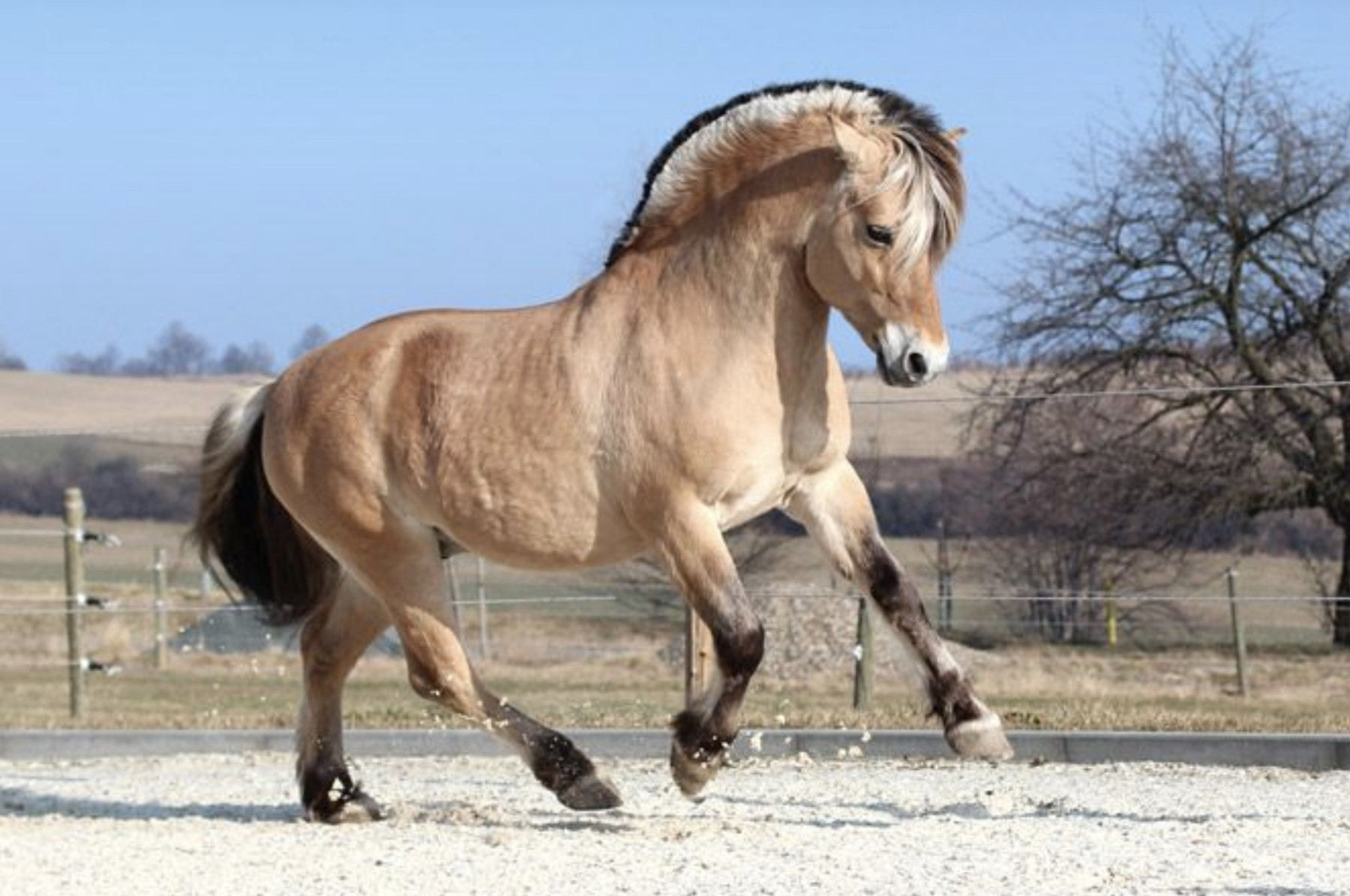 Conheça o raça de cavalo Fjord, ou melhor, o cavalo de guerra dos Vikings