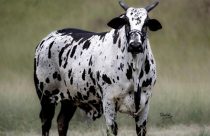 Grupo Everest promove leilão de 130 animais Nelore Pintado